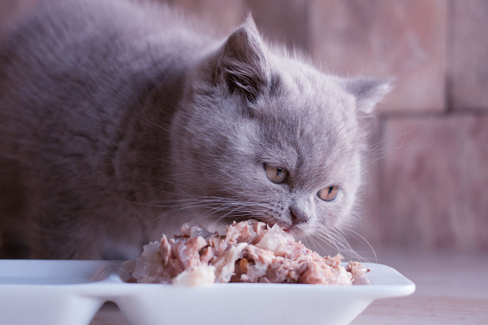 7 human foods that cats can have