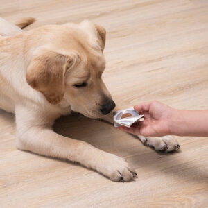 Preventing and Treating Dog Fleas